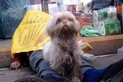 Tragedia en feria de El Alto: Mujer muere de repente y su perrito se niega a dejarla sola