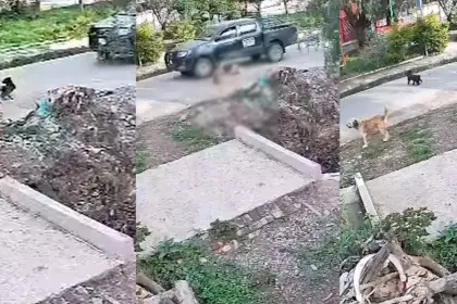 Indignación en Cochabamba: Denuncian que un vehículo del Municipio de Tiquipaya atropelló a canes y huyó 