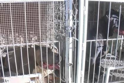 Ataque canino: Perros sueltos causan daños a otra mascota en plena calle