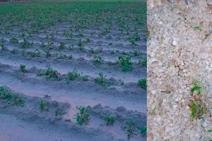 Intensa granizada afecta 80 hectáreas de cultivos y 180 familias en Cochabamba
