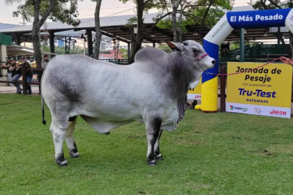 Este domingo se conocerá al animal “más pesado” de Expocruz 2025