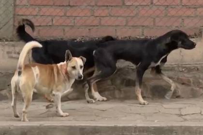Suman tres nuevos casos de rabia canina en Cochabamba y ya son 10 en lo que va del año