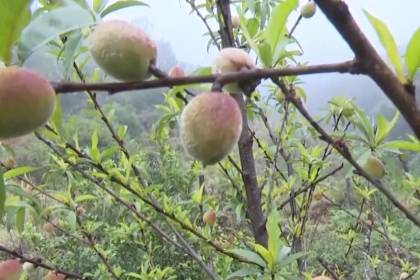 Bajan las temperaturas en los valles y los productores aplican técnicas para evitar pérdida de cultivos
