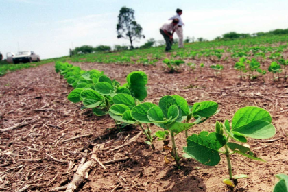 Costos de producción de soya suben hasta un 60% y la situación se torna insostenible para pequeños productores