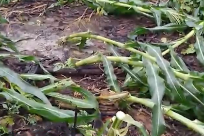 Vientos huracanados dañan plantaciones de banano, palmito, yuca y maíz en el trópico de Cochabamba 