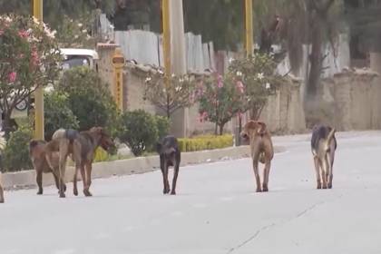 Nuevo caso de rabia canina en Tiquipaya, el perro infectado tuvo contacto con ocho personas