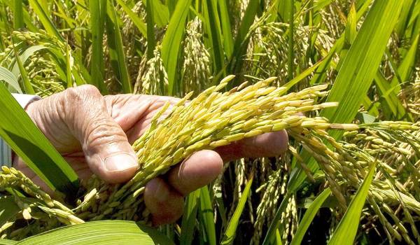 Falta de diésel: “De perderse la cosecha, no vamos a tener arroz este año”, advierte el sector arrocero