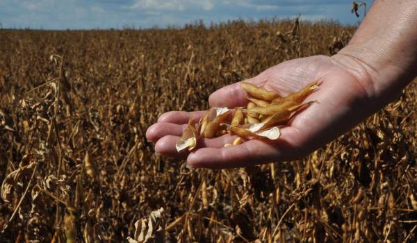 Agro prevé cosechar 2,5 millones de toneladas de soya, pero sin diésel no se puede recoger y transportar el grano