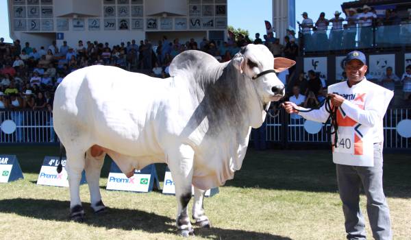 Stallone FIV de Sausalito se coronó como gran campeón de la raza Nelore en Expozebu 2026