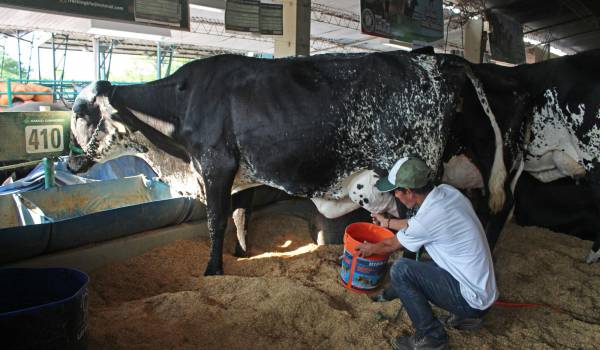 Expocruz 2023: ¿Cómo es la rutina de la vaca que tuvo la mayor producción de leche en la historia de Bolivia?