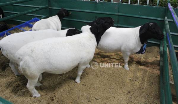 Crece la participación de ovinos en Expocruz con cabañas que apuntan al exterior