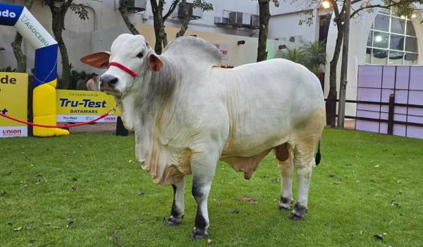 Con 1.235 kilos, Jaron gana el título del toro más pesado de Agropecruz