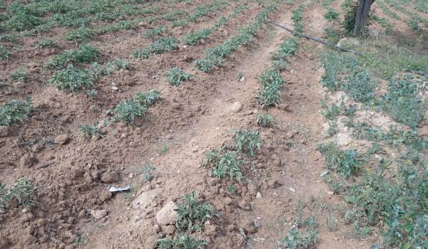 Sequía golpea a cultivos y ganado de cuatro municipios de Cochabamba y alistan declaratoria de emergencia