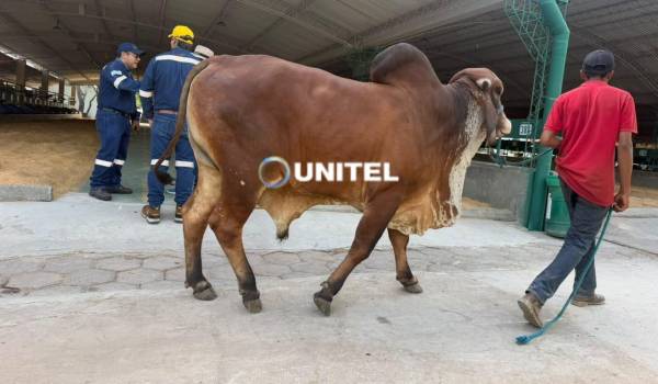Comienza el ingreso de ganado al campo ferial a nueve días del inicio de la Expocruz