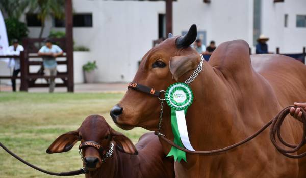 Agropecruz 2026: La mayor feria pecuaria del país abre sus puertas