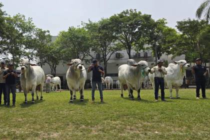 Expocruz 2024 ya tiene a sus grandes campeones de las razas cebuinas