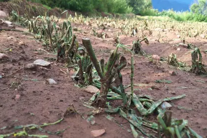 Intensas granizadas han afectado al menos nueve municipios de Cochabamba