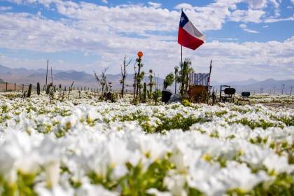 El desierto de Atacama florece tras intensas lluvias provocadas por El Niño