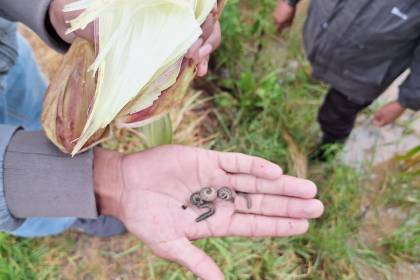 Gusano cogollero destruye cientos de hectáreas de maizales de los valles de Cochabamba, dicen los agricultores 