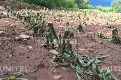 Cochabamba: Granizo afectó al menos 50 hectáreas del cultivos en Sipe Sipe