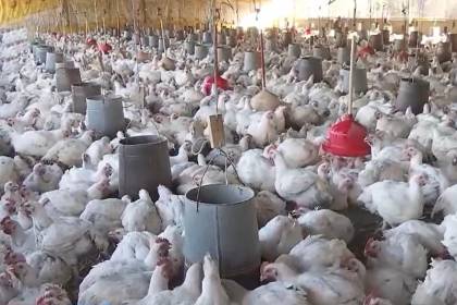 Avicultores denuncian irregularidad en la dotación del maíz de Emapa y advierten afectación en el precio del kilo de pollo