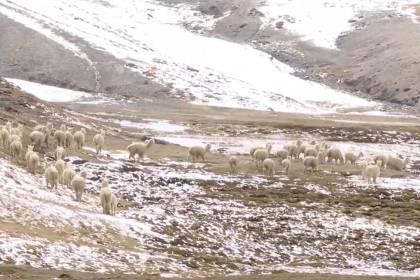 Nevadas y granizadas afectan a cultivos y animales de al menos dos municipios de Cochabamba