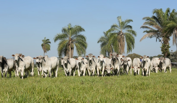 Carne boliviana mejora su competitividad, pero ganaderos sufren el veto a la exportación