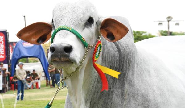 Agropecruz se alista para conocer a su toro más pesado y abrirá sus puertas al público este miércoles