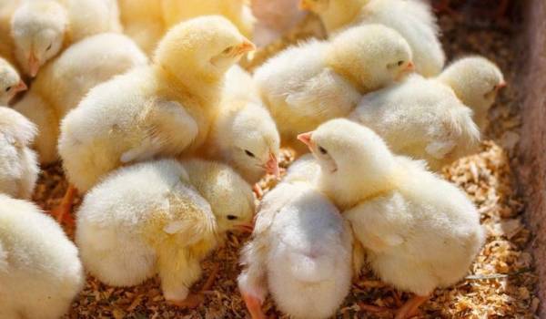 Bolivia se declara país libre de influenza aviar de alta patogenicidad, según la OMSA
