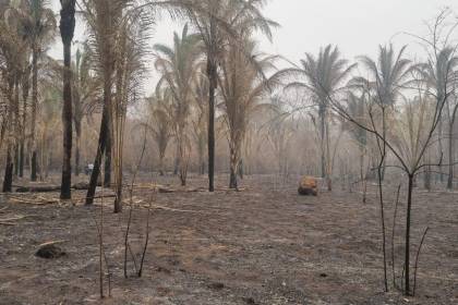 Concepción: El viento intensifica los incendios en las comunidades Palestina y Monte Verde