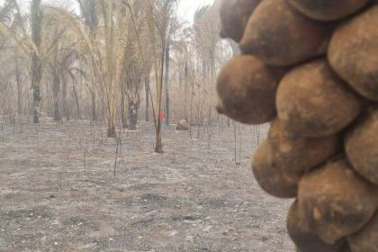 El fuego consume 37 hectáreas de cusi y deja a comunarios de Palestina sin ingresos económicos 