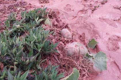 Cochabamba: Alrededor de una hectárea de cultivos quedó sepultada bajo lodo en Viloma Grande