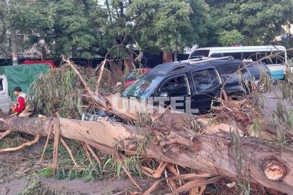 Árbol de gran tamaño cae sobre un vehículo y deja serios daños materiales