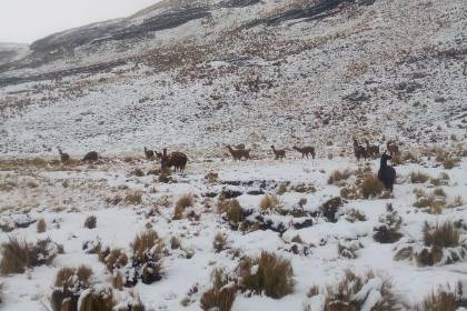 Intensa nevada en Cocapata ha dejado más de 600 camélidos muertos y cerca de 22 comunidades afectadas