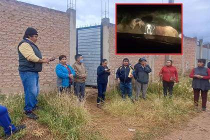 Vecinos denuncian que perros atacaron y mataron a una mascota, piden la presencia de Zoonosis