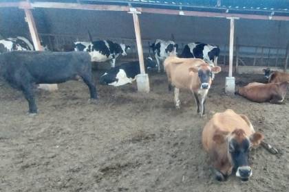 “Cochabamba ha dejado de ser productiva”: lecheros sufren por la falta de alimentos para sus animales