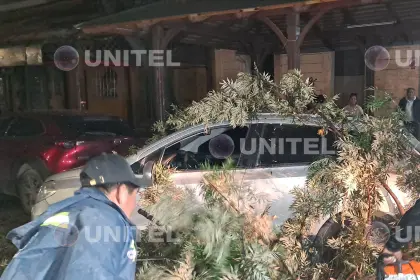 Vientos derriban al menos 17 árboles, dos letreros y ramas en la ciudad de Cochabamba