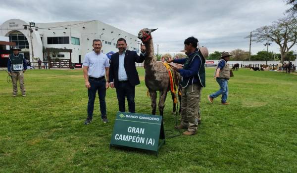 ‘Emperador’, el gran campeón del primer juzgamiento de camélidos en Expocruz 2025