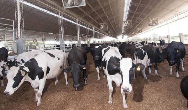 Al menos 100 lecherías se han cerrado por la crisis del sector; productores piden al Gobierno mejorar precios