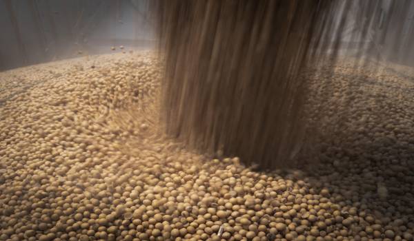 Exportación de soya y sus derivados cayó más de $us 128 millones entre enero y junio, según el INE