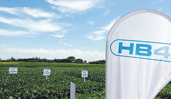 Biotecnología: Anapo prevé la siembra de soya HB4 para el verano 2026-2027