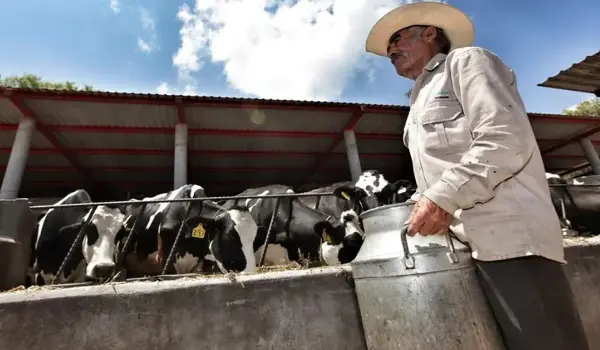 Lecheros de Cochabamba denuncian afectación por contrabando y franja de precios