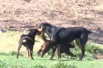 Un perro con rabia mordió a ocho niños en Tiquipaya, municipio que tiene tres casos confirmados
