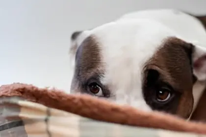 Intentos de biocidio: en menos de cuatro días, dos mascotas han sufrido brutales agresiones en Quillacollo