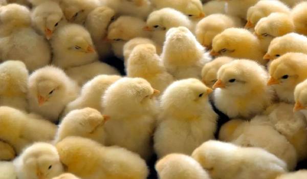 Productores avícolas advierten impacto por falta de garrafas de gas en granjas cruceñas