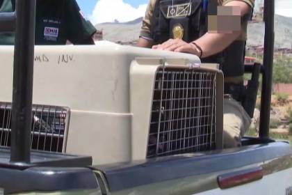 Mujer de 78 años fallece tras el ataque de un perro; el propietario del animal fue aprehendido