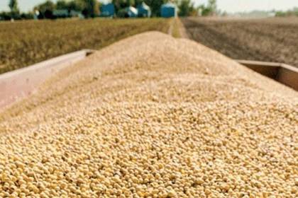Gobierno reanuda exportación de soya hasta 250.000 toneladas