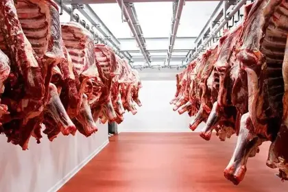 Misión llegó al país para revisar cumplimiento de recomendaciones para exportar carne a Chile
