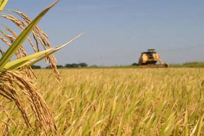 Alerta en Beni: Hay 5.000 hectáreas de arroz bajo el agua por las lluvias y está en riesgo la cosecha por falta de diésel, advierte ADEPAB