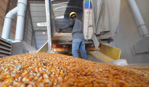 No solo es la harina, Gobierno advierte esquemas de corrupción en la subvención al maíz y al trigo